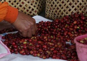 Apa Itu 'Blooming' dalam Seduh Kopi? Mengapa Tahap Ini Sangat Penting?